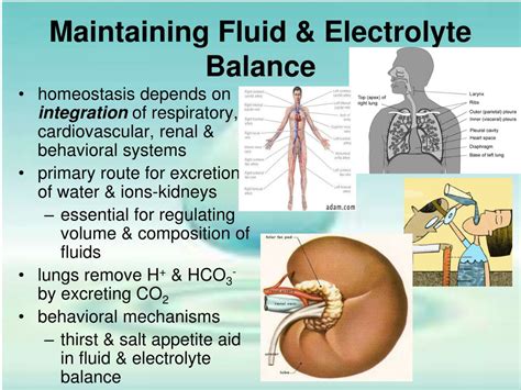 For example, when the sodium level becomes too high, thirst develops, leading to an increased intake of fluids. . How does the body maintain electrolyte balance